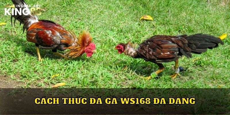 Cách thức đá gà WS168 đa dạng