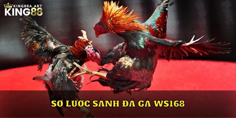 Sơ lược sảnh đá gà WS168