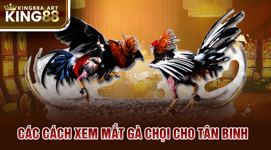 Các cách xem mắt gà chọi cho tân binh