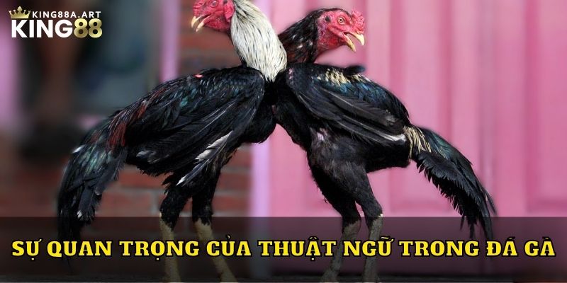 Sự quan trọng của thuật ngữ trong đá gà