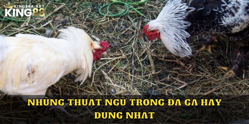 Những thuật ngữ trong đá gà hay dùng nhất